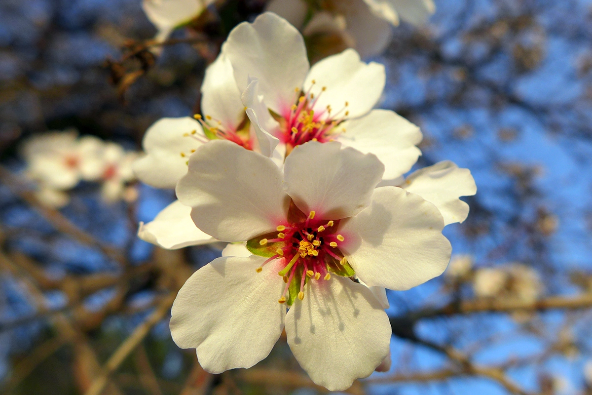 Spring blossom in Uzbekistan during Navruz season