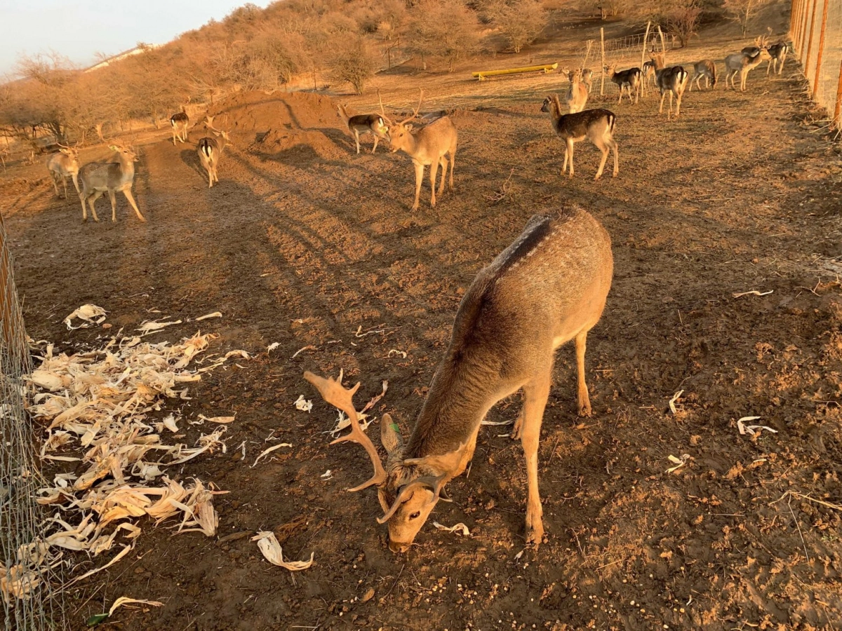 Reindeer herding farm in the Tashkent region