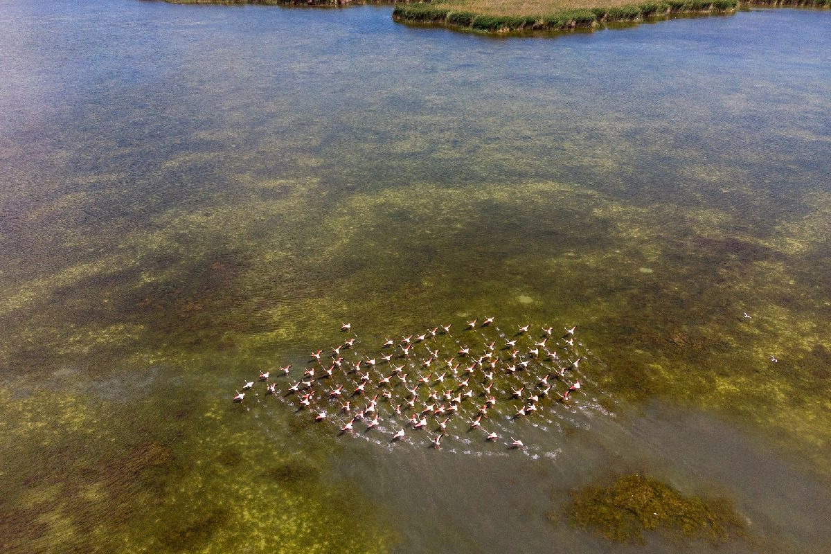 Vogelschwarm über flachem Wasser im Schutzgebiet Sudochye-Akpetki