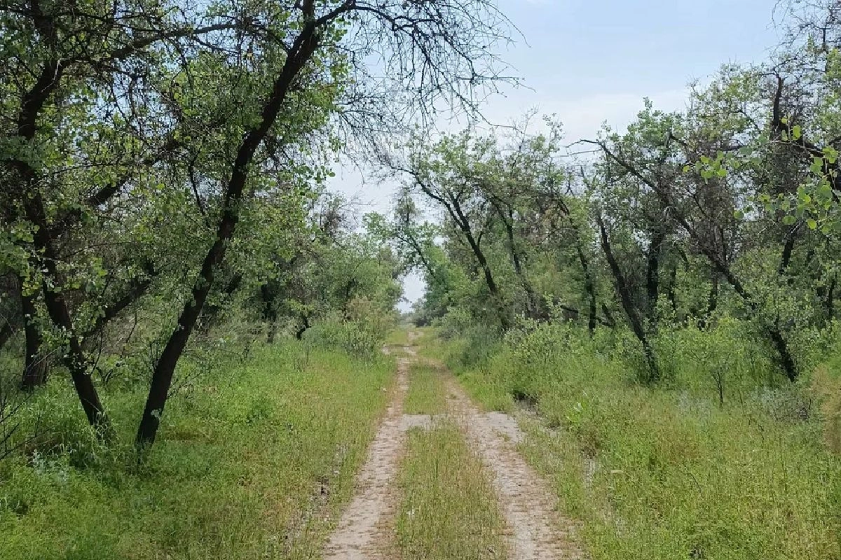 Weg zwischen Bäumen und grüner Vegetation im Zarafshan-Nationalpark