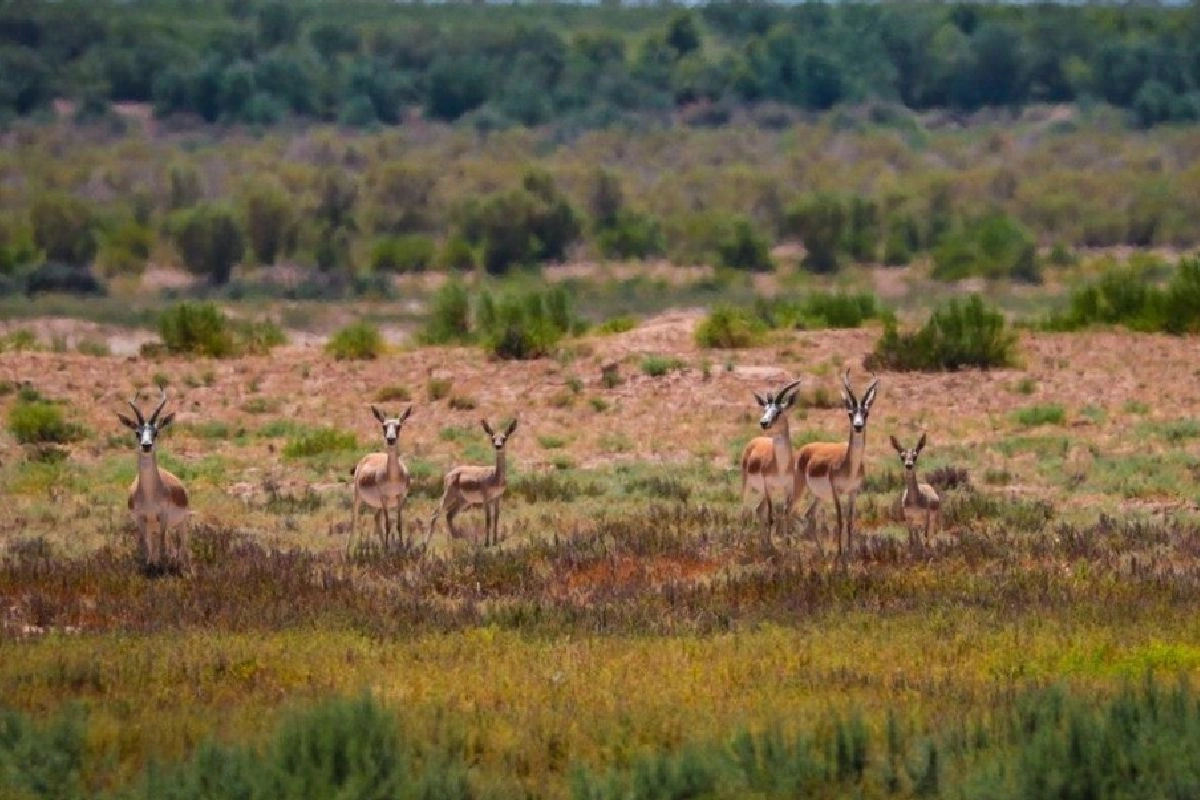 Gazellen zwischen niedriger Vegetation im Jeyran-Zuchtzentrum bei Buchara