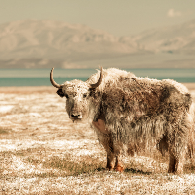 🌍 Pamir Highway Tour: Silk Road & Wakhan Valley