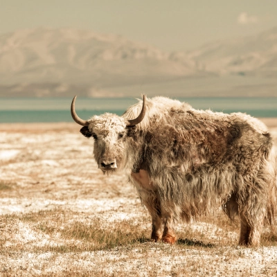 🌍 Pamir Highway Tour: Silk Road & Wakhan Valley