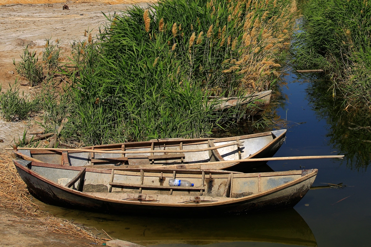 Wooden boats by a reed-covered shore